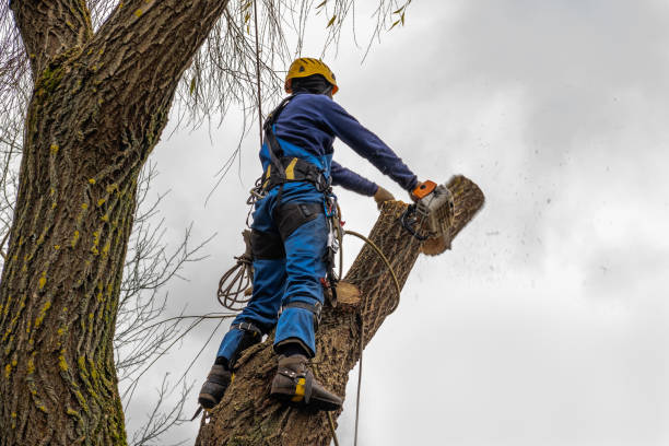 Tree and Shrub Care in Helena Flats, MT